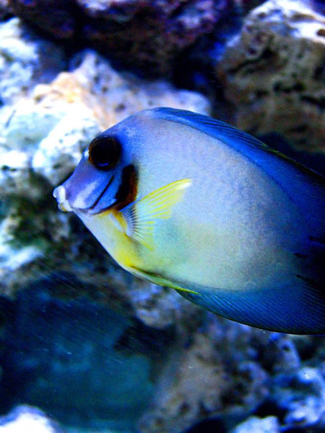saltwater fish - acanthurus pyroferus - chocolate tang stocking in 300 gallons tank - Choclate Tang