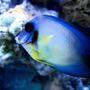 saltwater fish - acanthurus pyroferus - chocolate tang stocking in 300 gallons tank - Choclate Tang