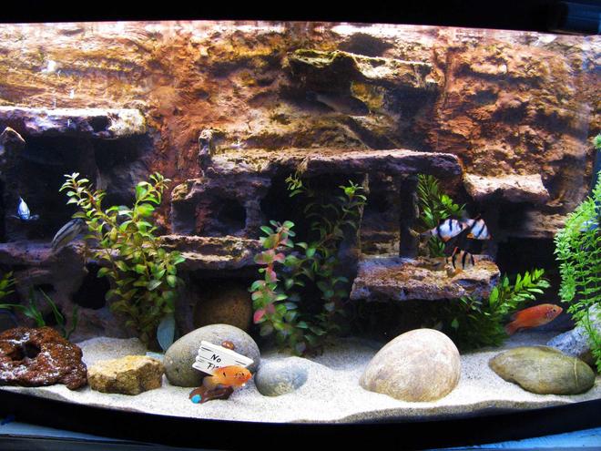 72 gallons freshwater fish tank (mostly fish and non-living decorations) - My fish tank