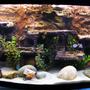 72 gallons freshwater fish tank (mostly fish and non-living decorations) - My fish tank