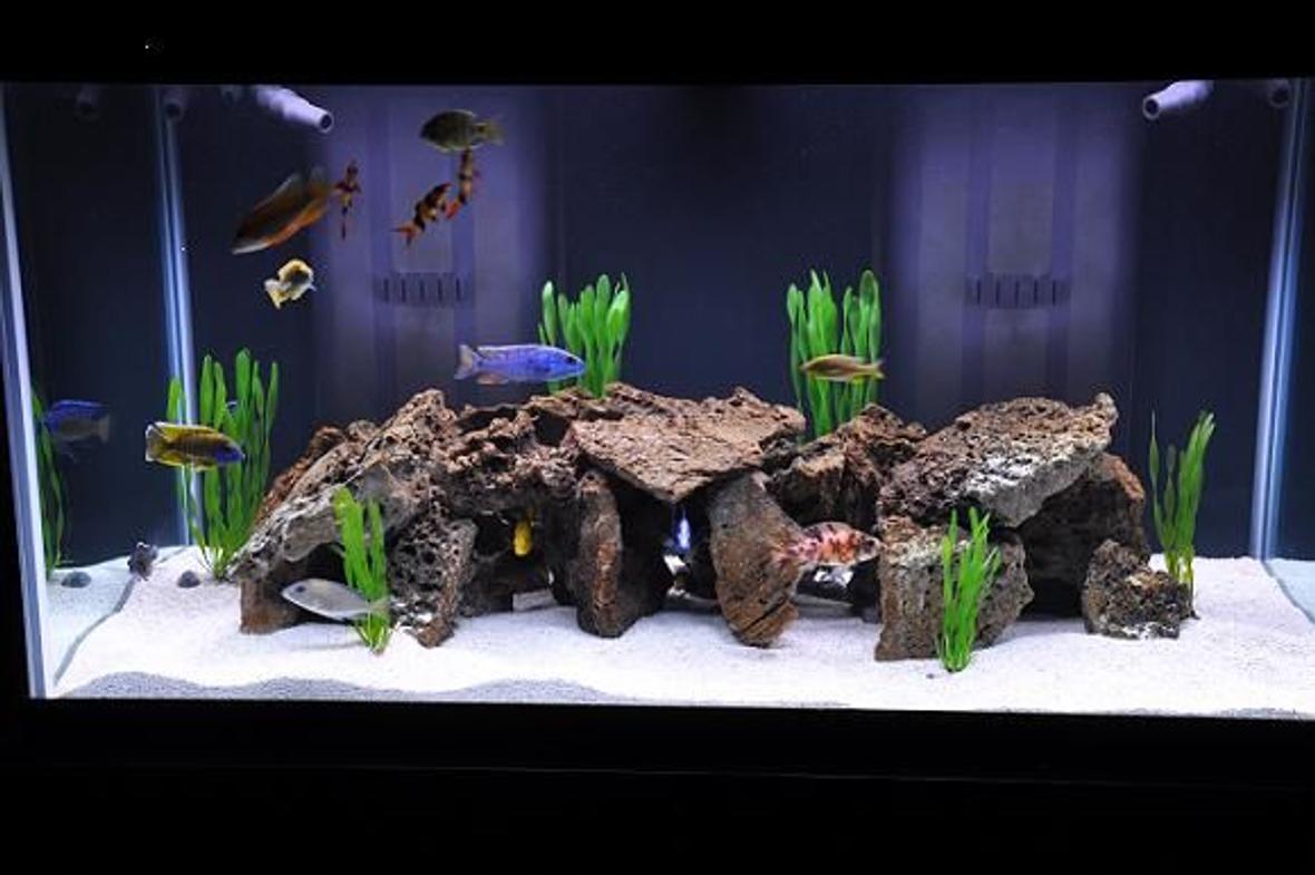 120 gallons freshwater fish tank (mostly fish and non-living decorations) - Freshwater tank in freshwater section