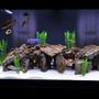 120 gallons freshwater fish tank (mostly fish and non-living decorations) - Freshwater tank in freshwater section