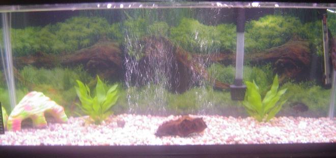 55 gallons freshwater fish tank (mostly fish and non-living decorations) - 55 gallon freshwater tank.
Large bubble screen under rocks, small drift wood two artificial plants.  The gravel is natural and the filter is a 30-60.  Fish in the tank,
1 trinidad pleco and 1 small tiger oscar.