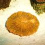 corals inverts - fungia sp. - plate coral, orange - short tentacle stocking in 55 gallons tank - Here is our newest edition a orange plate coral. We hope you like it.