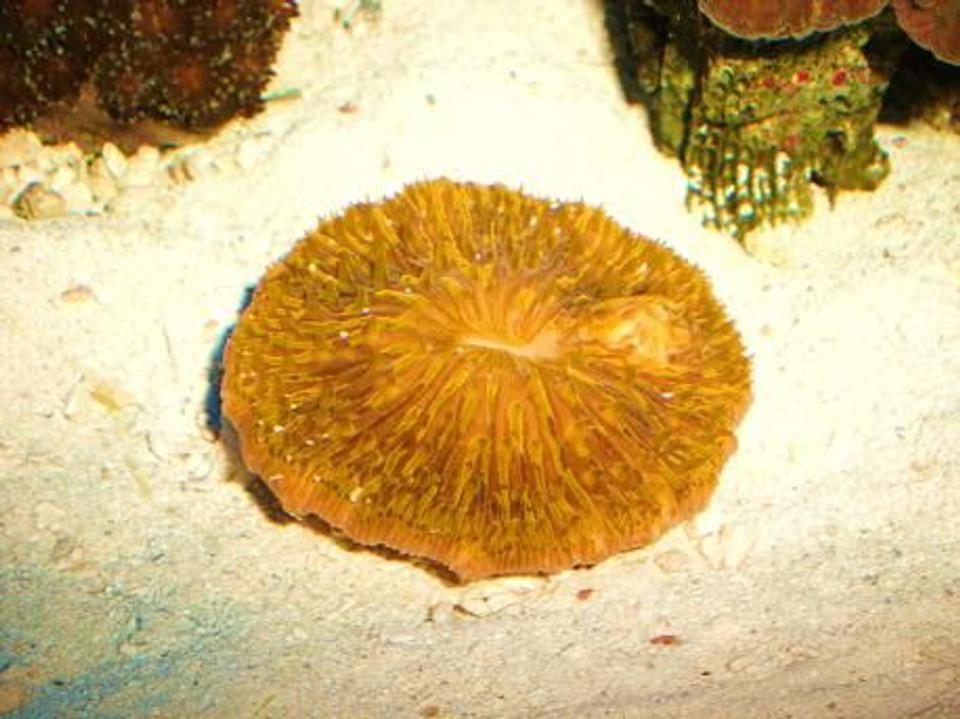 corals inverts - fungia sp. - plate coral, orange - short tentacle stocking in 55 gallons tank - Here is our newest edition a orange plate coral.  We hope you like it.