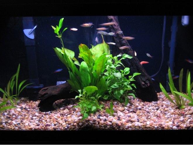 30 gallons planted tank (mostly live plants and fish) - my planted 30 gallon community fish tank