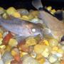 freshwater fish - corydoras panda - panda cory cat stocking in 30 gallons tank - kori catfish