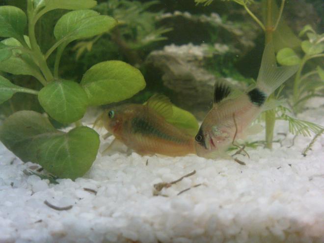 freshwater fish - corydoras panda - panda cory cat stocking in 10 gallons tank - ..