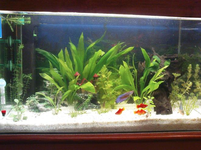 10 gallons freshwater fish tank (mostly fish and non-living decorations) - fish tank...mine!