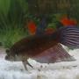freshwater fish - betta splendens - betta - male stocking in 10 gallons tank - ..