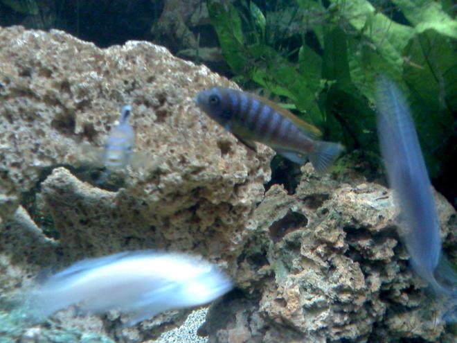 freshwater fish - metriaclima pyrsonotos stocking in 65 gallons tank - Metriaclima Pyrsonotos. ( Big Orange)