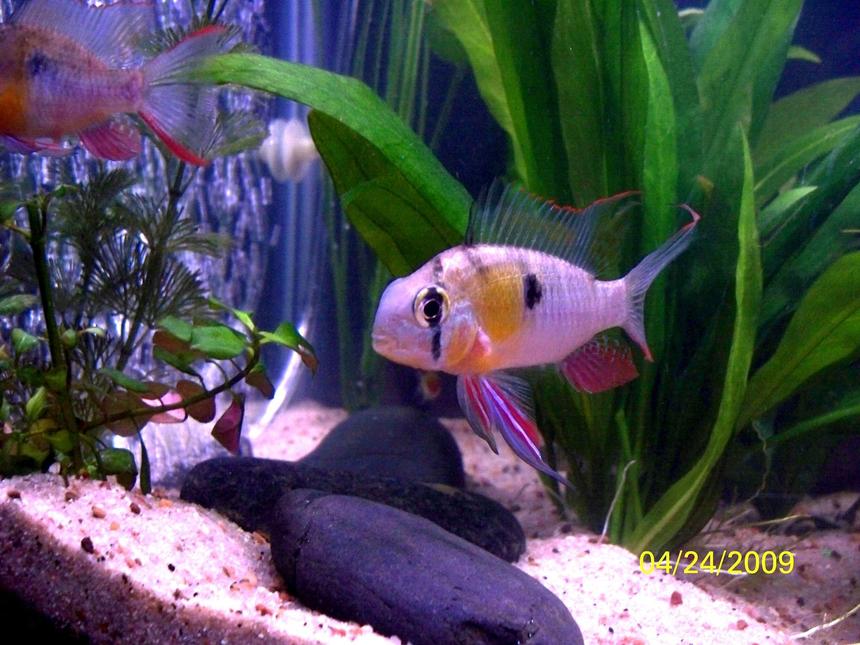 Rated #45: Freshwater Fish - Microgeophagus Altispinosa - Bolivian Ram Stocking In 55 Gallons Tank - Bolivian Ram male in full courtship colors