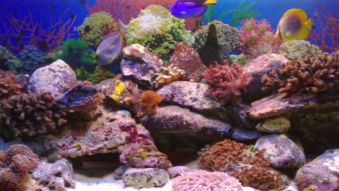 70 gallons reef tank (mostly live coral and fish)