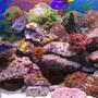 70 gallons reef tank (mostly live coral and fish)
