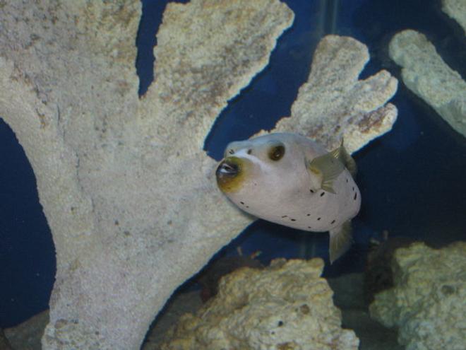 saltwater fish - arothron nigropunctatus - arothron dog face puffer stocking in 75 gallons tank - Dog Face