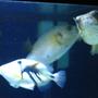 saltwater fish - rhinecanthus aculeatus - humu picasso triggerfish stocking in 75 gallons tank - Three Amigos