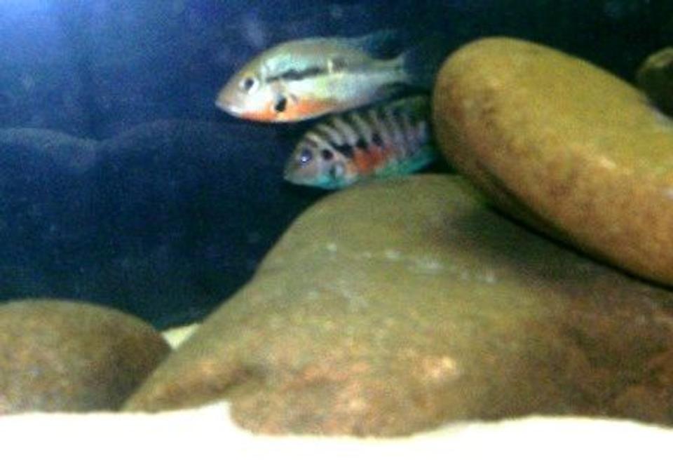 freshwater fish - thorichthys meeki - firemouth cichlid - New World Cichlids