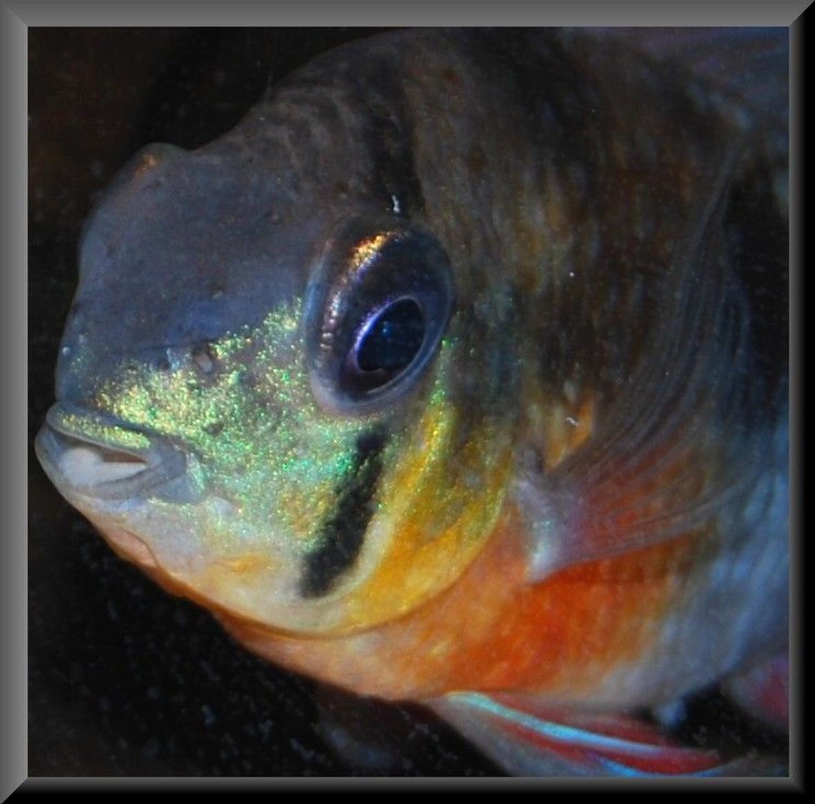 freshwater fish - microgeophagus altispinosa - bolivian ram stocking in 52 gallons tank - 3+yr old Bolivian Ram from my 90L Tank
