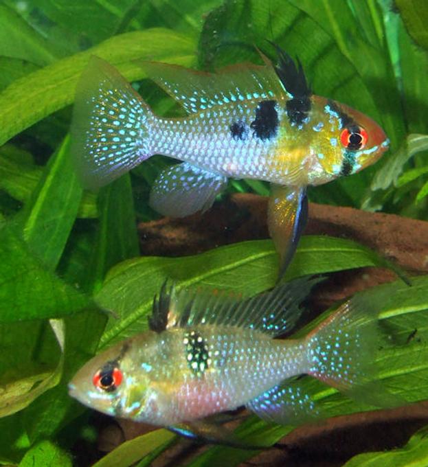 freshwater fish - papiliochromis ramirezi - german blue ram stocking in 320 gallons tank - A pair of my Blue Rams