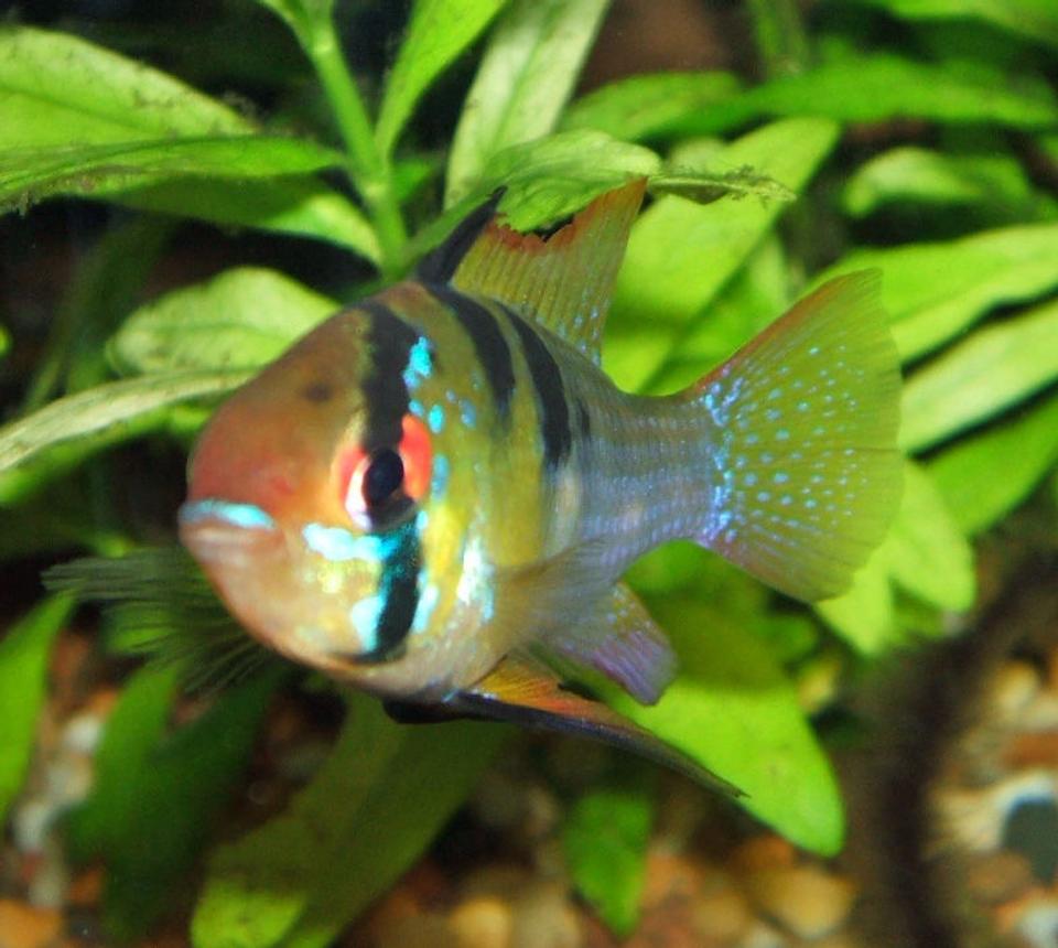 freshwater fish - papiliochromis ramirezi - german blue ram stocking in 320 gallons tank - Tank bred Male Blue Ram