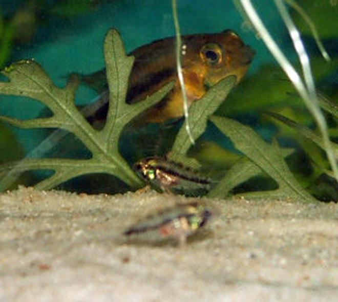 freshwater fish - apistogramma cacatuoides - orange cockatoo cichlid stocking in 320 gallons tank - Mum watching over bubs in fry saver