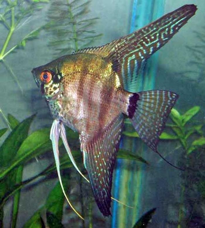 freshwater fish - pterophyllum sp. - zebra lace angel fish stocking in 320 gallons tank - Lace Zebra Angel