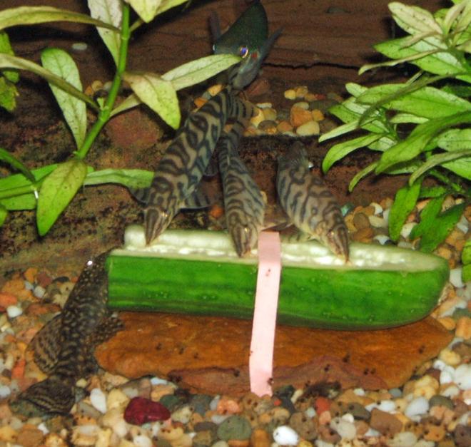 freshwater fish - botia lohachata - yoyo loach stocking in 320 gallons tank - Yoyo Loaches having a snack