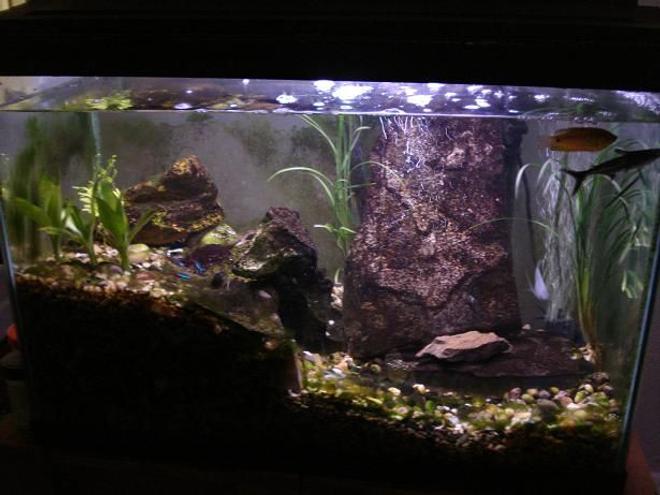 20 gallons freshwater fish tank (mostly fish and non-living decorations) - 05/07/09
