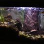 20 gallons freshwater fish tank (mostly fish and non-living decorations) - 05/07/09