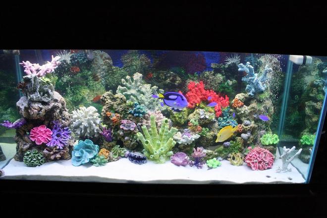 75 gallons saltwater fish tank (mostly fish, little/no live coral) - new pic