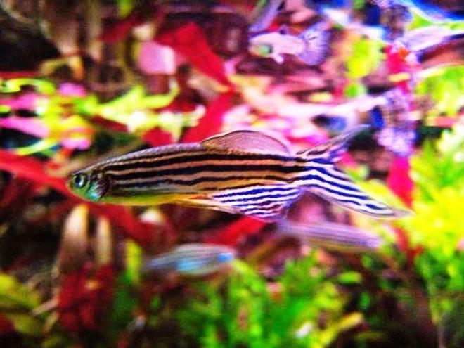 freshwater fish - danio rerio - zebra danio stocking in 32767 gallons tank - a zebra danio^^