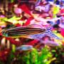 freshwater fish - danio rerio - zebra danio stocking in 32767 gallons tank - a zebra danio^^