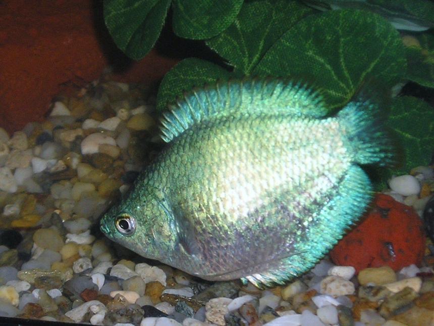 Rated #1514: Freshwater Fish - Colisa Lalia - Powder Blue Dwarf Gourami Stocking In 20 Gallons Tank - Flora
Female Dwarf Gourami, Colisa Lalia