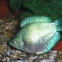 freshwater fish - colisa lalia - powder blue dwarf gourami stocking in 20 gallons tank - Flora Female Dwarf Gourami, Colisa Lalia