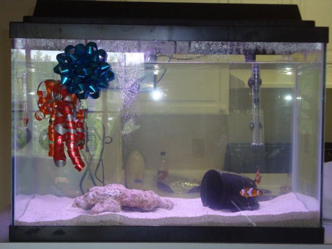 20 gallons saltwater fish tank (mostly fish, little/no live coral) - You have to start somewhere!