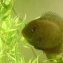 freshwater fish - heros serverus - green severum stocking in 55 gallons tank - My green severum