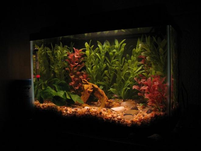 5 gallons freshwater fish tank (mostly fish and non-living decorations) - angled view