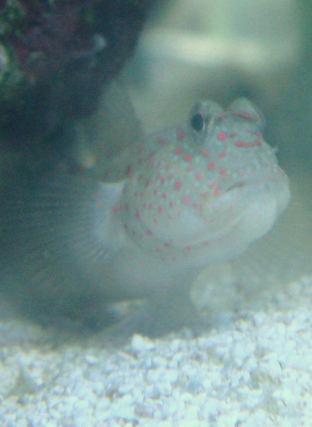 saltwater fish - cryptocentrus leptocephalus - pink spotted watchman goby stocking in 30 gallons tank - My Spotted Goby