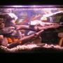 40 gallons freshwater fish tank (mostly fish and non-living decorations) - 40 gal