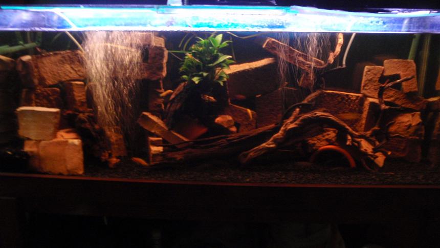Rated #3492: 42 Gallons Freshwater Fish Tank - Freshwater Tank, Rusty/Outback theme with Driftwood and Terra-cotta caves.