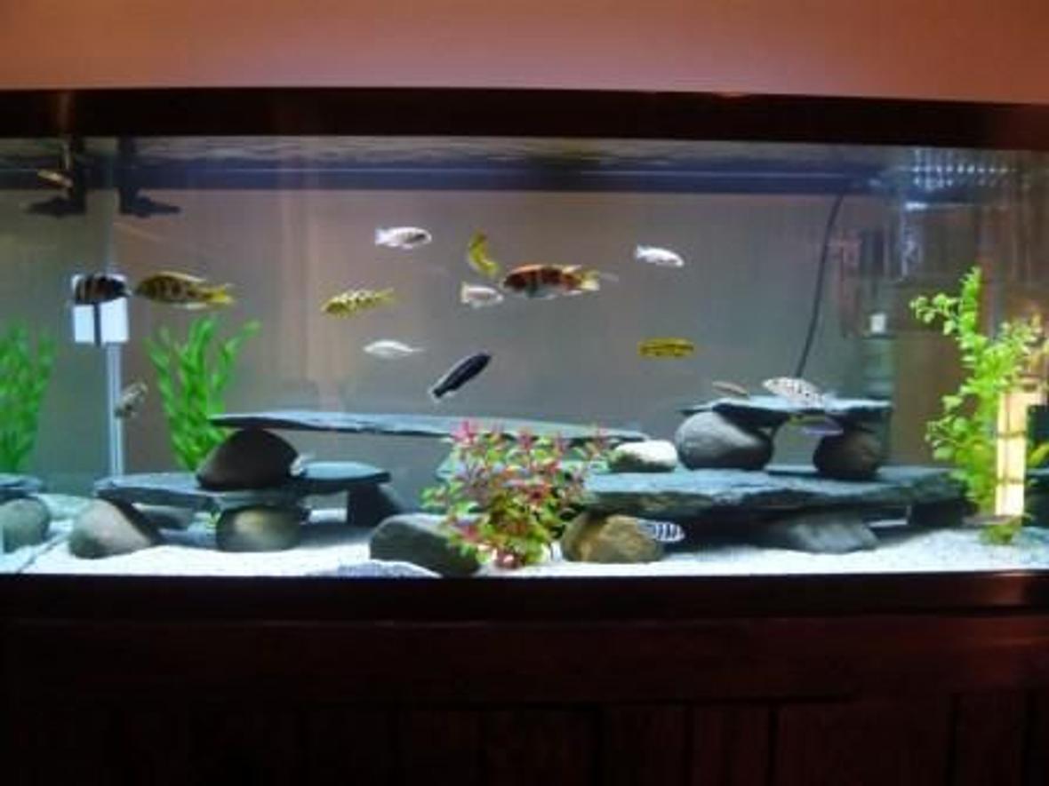 75 gallons freshwater fish tank (mostly fish and non-living decorations) - 75gal Cichlid Tank