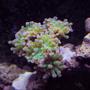 corals inverts - euphyllia paradivisa - frogspawn coral stocking in 29 gallons tank - This is my hammer coral that I have had for 4 months now, I bought it with 2 heads and now it has four, almost five.