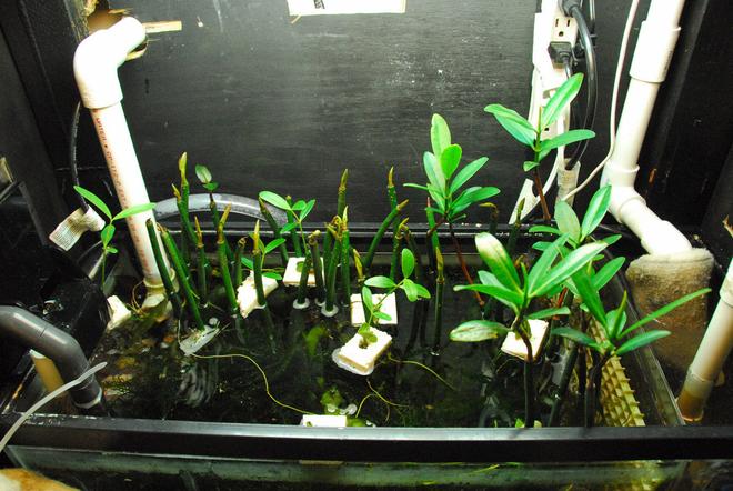 29 gallons planted tank (mostly live plants and fish) - this is my refugium. All saltwater, with mangroves and algae. Its not pretty.....but its VERY functional. The filter sock on the right gets the big stuff out of the water.......and the pipe on the left is controlled by a valve to let water in the refuge slowly. The skimmer is in the refuge....but surprisingly it works very well.