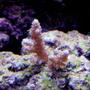 corals inverts - acropora millepora stocking in 29 gallons tank - Ice blue Millipora. its an ORA coral and I bought it from a friend for very cheap. He bought it for 95 bucks for two inches. Should be gorgeous with some growth to it.