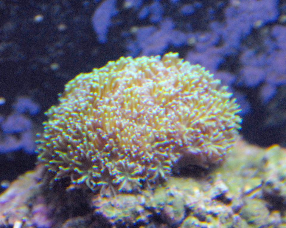 corals inverts - galaxea spp. - tooth coral stocking in 29 gallons tank - This is my galaxy coral that I aquired for helping out at the lfs. Help out.......get free stuff. Awesome coral and LOVES to eat. It doesnt open up like the mother colony does....but I think it will with time.