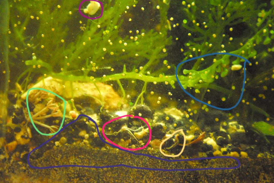 corals inverts - euphyllia glabrescens - torch coral stocking in 29 gallons tank - The purple up top is a snail that was one of a bunch that was born two months back. They are growing quickly, with plenty of algae. The light blue on the right is just showing another baby snail along with culpera. The pink is a mini bristle star, and the yellow is a bristle worm. The green is xenia that just apeared, and the purple is to show that lovely sediment. MMMMM.......NASTY. also if you look at all the little white dots.......they are filter feeding feather dusters. they help too!