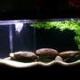freshwater fish tank (mostly fish and non-living decorations) - My new world cichlid tank
