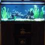 55 gallons freshwater fish tank (mostly fish and non-living decorations) - Freshwater Fish Tank