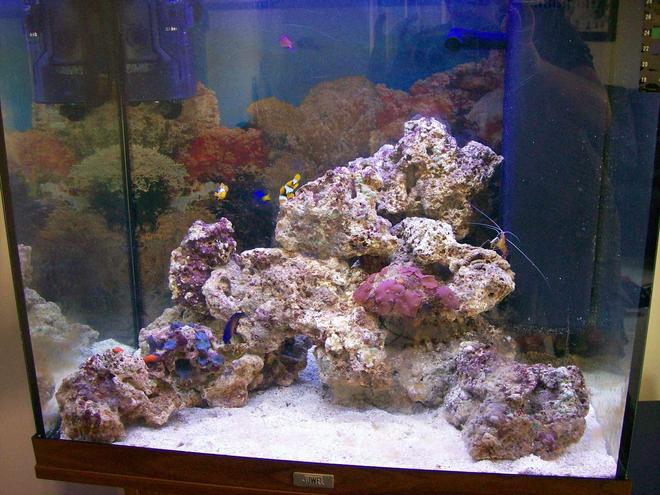30 gallons saltwater fish tank (mostly fish, little/no live coral) - My tank