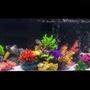 fish tank picture - 33 gal Long Lake Malawi tank